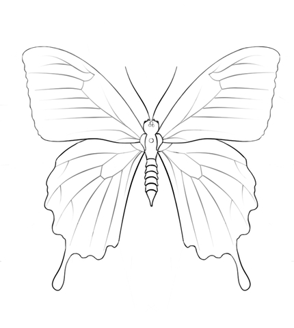 Ulysses Butterfly Coloring Page